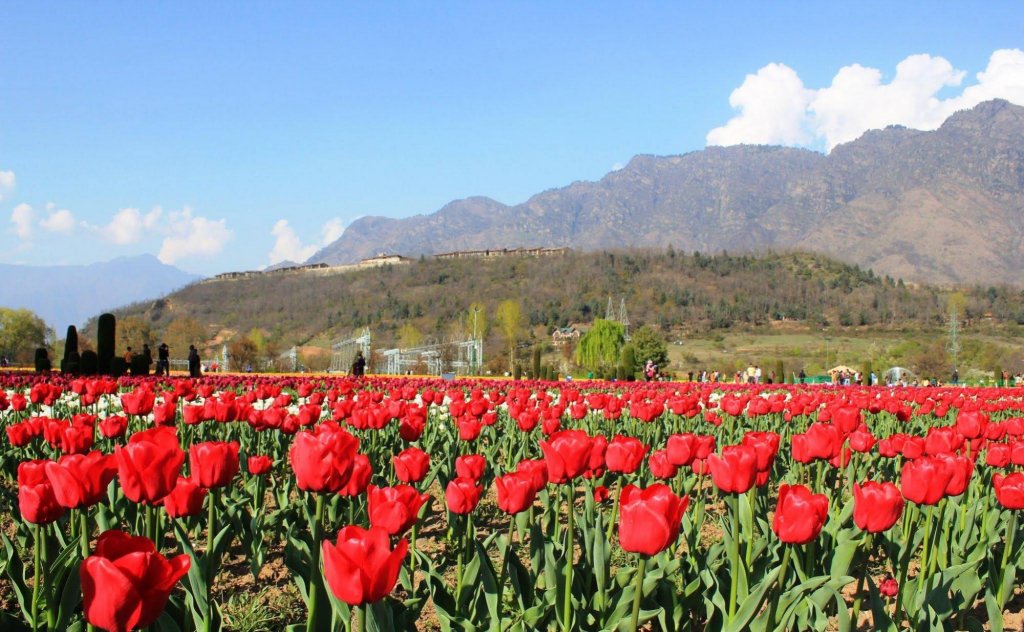 Vivanta Dal View, Srinagar Image 39